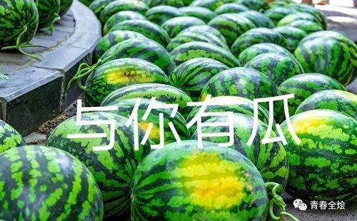 衢二中吃瓜,揭秘“吃瓜”背后的故事